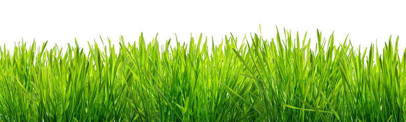Fresh green grass isolated on a white background, symbolizing nature, growth, and renewal.