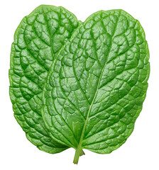Obraz premium Two leaves of garden mint isolated on a white background. A popular ingredient in many food production processes. Clipping path.
