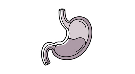 Fototapeta premium Illustration of the Human Stomach with Food and Digestive Fluids, Medical Anatomy and Physiology