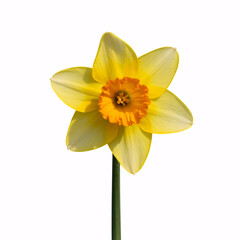 Obraz premium Vibrant yellow daffodil in full bloom with bright orange center