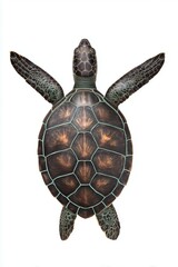 Fototapeta premium Tortuga marina decorativa vista cenital sobre fondo blanco puro, Fondo de tortuga marina para banner de marketing digital espacio para texto, Detalle de tortuga marina para blog de conservación