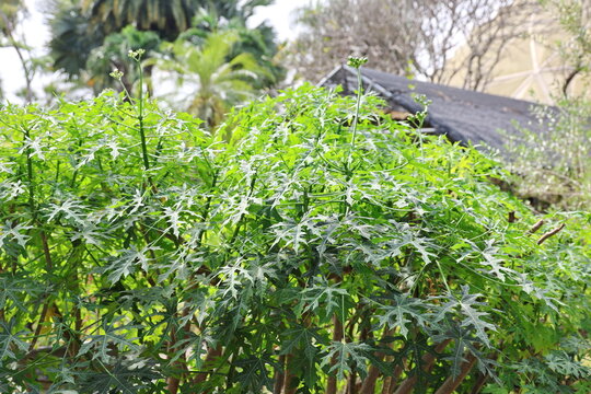 Cnidoscolus chayamansa or Cnidoscolus aconitifolius is grown outdoors. Has bright green leaves with 3-5 lobes. Leaves are thick and contain white sap inside the leaf stalks, stems. Leaf-eating papaya
