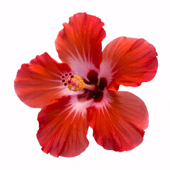 Naklejka premium Vibrant red hibiscus flower in full bloom