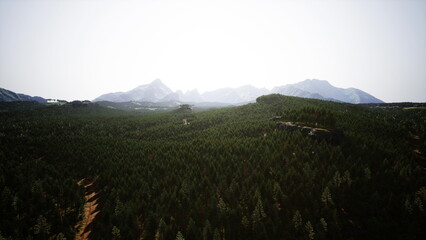 Fototapeta premium A wide view of a lush forest stretching towards majestic mountains. The sunlight casts a warm glow over the trees, creating a serene and tranquil atmosphere in nature.