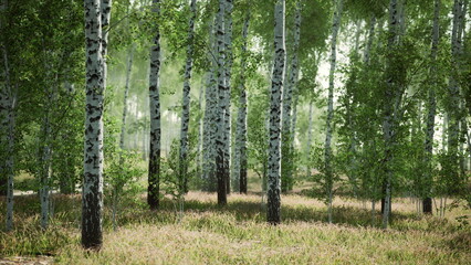 Fototapeta premium Sunlight gently shines through the green leaves of birch trees in a tranquil forest. Nature awakens, creating a peaceful atmosphere filled with soft sounds and fresh scents.