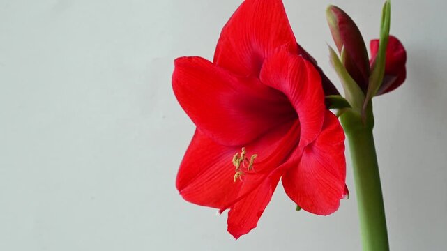 Close-up of red Amaryllis or Hippeastrum flower as houseplant, video 4k 