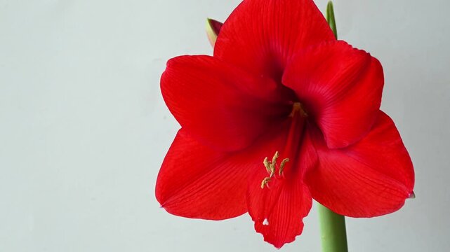 Close-up of red Amaryllis or Hippeastrum flower as houseplant, video 4k 
