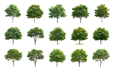 PNG Variety of lush green trees element set on transparent background