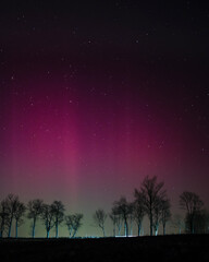 Fototapeta premium Pink aurora borealis pillars rising into the starry night sky over a winter field and trees. Beautiful polar lights phenomenon in the wilderness.