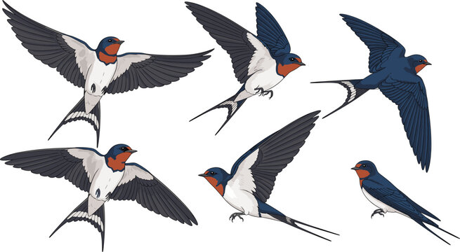 Flying swallow bird poses collection showing wingspan motion wildlife nature vector illustration set