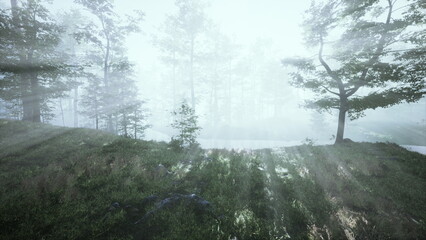 Soft beams of sunlight break through thick fog, illuminating a tranquil forest scene. Lush greenery surrounds a quiet stream, creating a peaceful atmosphere.