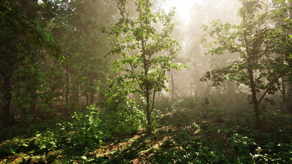 Fototapeta premium Soft rays of morning light shine through tall trees in a serene forest. Dense foliage creates a tranquil atmosphere, with mist adding an enchanting touch to the landscape.