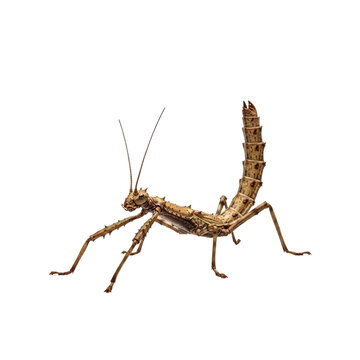 Stick insect on Transparent Background