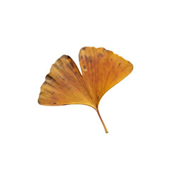 Naklejka premium Golden ginkgo leaf on Transparent Background