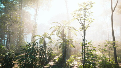 Fototapeta premium Bright sunlight shines through tall trees in a tranquil forest, casting a warm glow on the vibrant ferns and plants below. The scene captures the peaceful essence of nature.