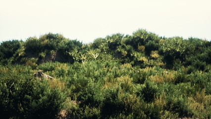 Obraz premium Vibrant greenery covers rolling hills, with various bushes and cacti dotting the landscape. The scene captures a clear, sunny day, highlighting natures beauty and tranquility.