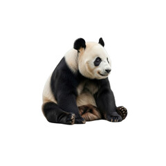 Panda bear sitting on Transparent Background