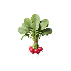 Fresh radishes with green leaves tied together