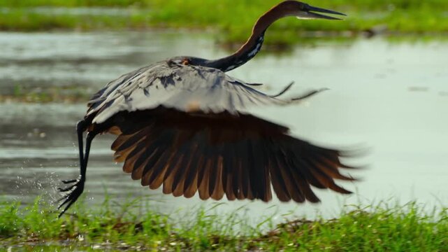 A heron moves through the water in Okavango Delta, searching for fish. It uses its sharp eyes and quick strikes to catch prey in the wetland habitat.