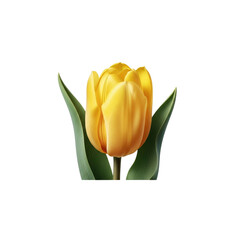 Yellow tulip flower with green leaves on Transparent Background