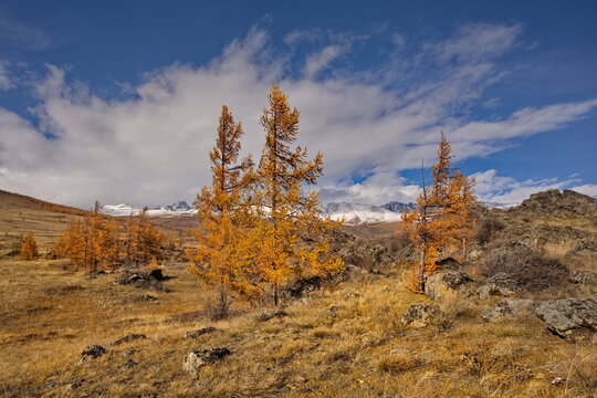 Russia. The South of Western Siberia, the Altai Mountains. Deep autumn in the Kurai steppe on picturesque rocky placers surrounded by yellow larches along the Chuisky tract.
