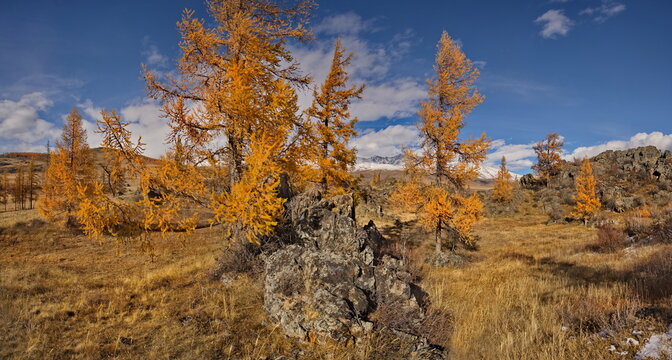 Russia. The South of Western Siberia, the Altai Mountains. Deep autumn in the Kurai steppe on picturesque rocky placers surrounded by yellow larches along the Chuisky tract.