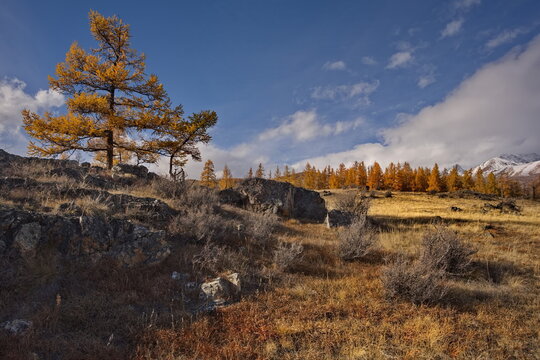 Russia. The South of Western Siberia, the Altai Mountains. Deep autumn in the Kurai steppe on picturesque rocky placers surrounded by yellow larches along the Chuisky tract.