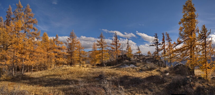 Russia. The South of Western Siberia, the Altai Mountains. Deep autumn in the Kurai steppe on picturesque rocky placers surrounded by yellow larches along the Chuisky tract.