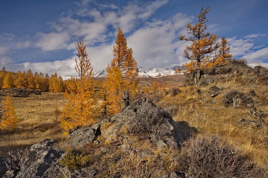 Russia. The South of Western Siberia, the Altai Mountains. Deep autumn in the Kurai steppe on picturesque rocky placers surrounded by yellow larches along the Chuisky tract.