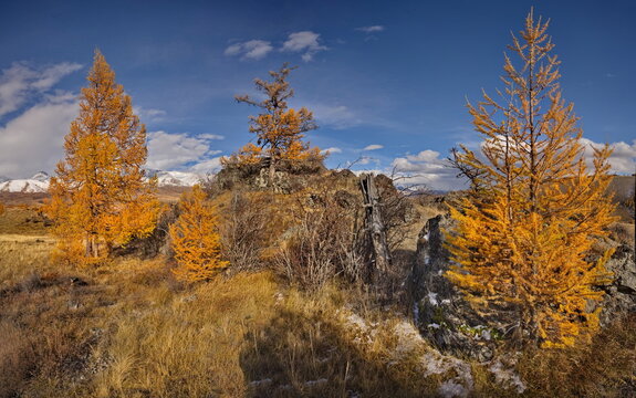 Russia. The South of Western Siberia, the Altai Mountains. Deep autumn in the Kurai steppe on picturesque rocky placers surrounded by yellow larches along the Chuisky tract.