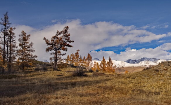 Russia. The South of Western Siberia, the Altai Mountains. Deep autumn in the Kurai steppe on picturesque rocky placers surrounded by yellow larches along the Chuisky tract.