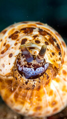 Snail emerges, patterned shell, light & dark spots, blue face, textured