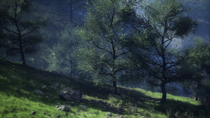 Fototapeta premium Soft light filters through tall trees in a tranquil forest. Lush green grass carpets the ground, inviting a sense of peace in the serene natural setting.