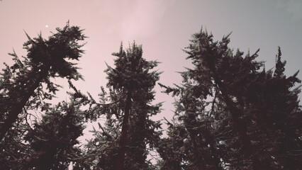 Dark green trees stand tall against a soft, pastel backdrop as dusk settles in. A quiet ambiance fills the air, inviting tranquility and reflection among natures beauty.