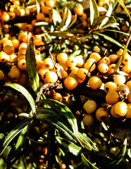 Close up of Pyracantha M.Roem. as nature background.