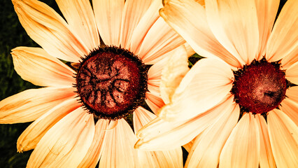 Rudbeckia flower in bloom.