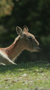 Lechwe antelope resting peacefully under a tree