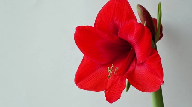 Close-up of red Amaryllis or Hippeastrum flower as houseplant, video 4k 