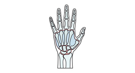Naklejka premium Anatomical illustration of human hand bones, detailing the metacarpals and phalanges within the skeletal structure of the hand and wrist