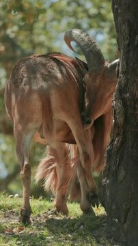 Barbary sheep scratching its back on a tree