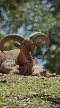 Barbary sheep resting on a hill in a zoo