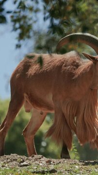 Barbary sheep resting and walking in nature preserve