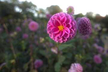Obraz premium a close up shoot of flower Dahlia Pompon in garden