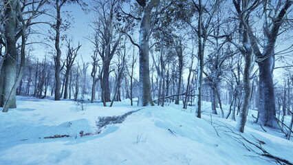 Obraz premium A tranquil forest scene is covered in fresh white snow, towering trees create a peaceful atmosphere. The cold air adds to the beauty of this picturesque winter wonderland.