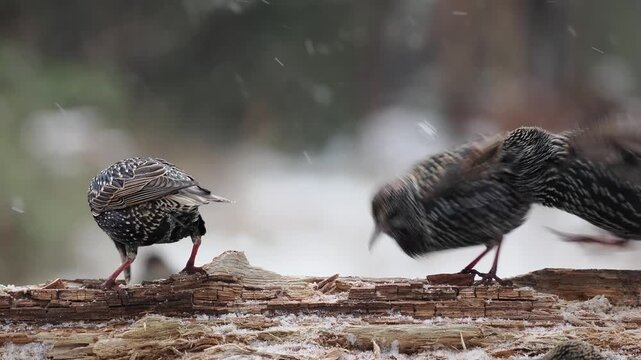 Star, Sturnus vulgaris
