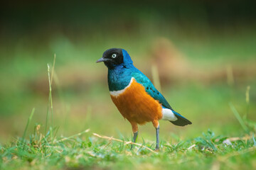 Obraz premium Superb Starling (Lamprotornis superbus) from Amboseli, Kenya, Africa