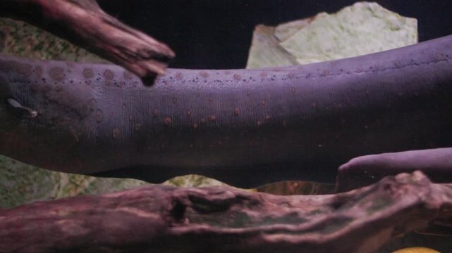 Electric eel swimming in dark water