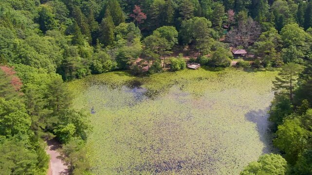 【4Kドローン映像】極楽寺山・蛇の池の静寂 ― 森に佇む神秘の水景