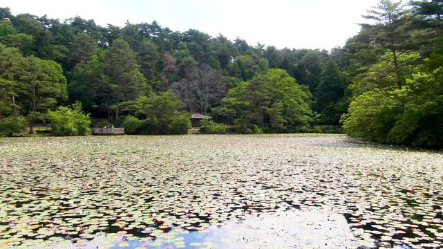 【4Kドローン映像】極楽寺山・蛇の池の静寂 ― 森に佇む神秘の水景