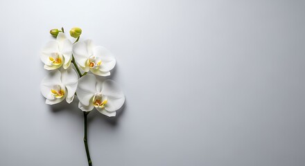 Elegant White Orchid Branch on Minimalist Gray Desktop Wallpaper Background
